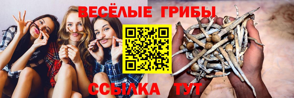 Гусь-Хрустальный  Галлюциногенные грибы Psilocybine cubensis  Вход с VPN  Псилоцибиновые грибы Psilocybine cubensis 